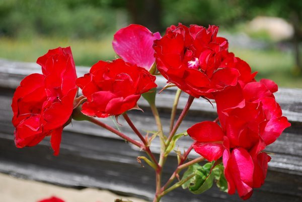 Red flowers at Merridale Cidery