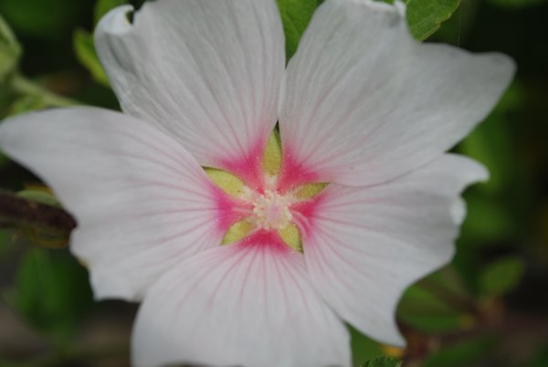 White flower at Merridale Cidery