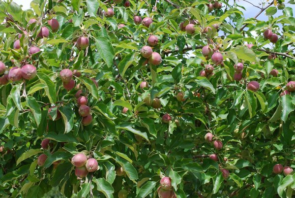 Apple tree at Merridale Cidery