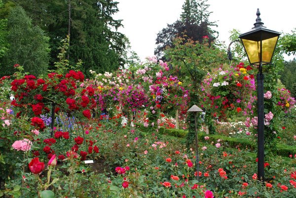 Rose garden at Butchart Gardens