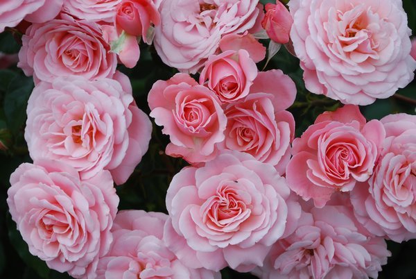 Perfectly pink roses at Butchart Gardens