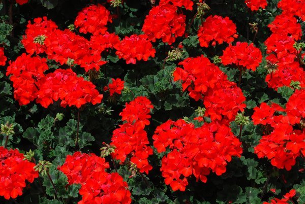 Bright red flowers at Butchart Gardens