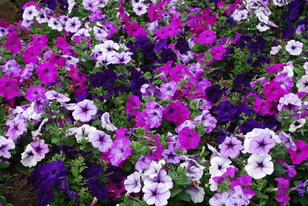 Pretty purple flowers at Butchart Gardens