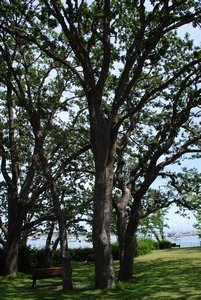 Trees near Oak Bay