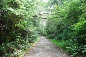 Scenery along the trail to Botanical Beach 