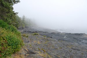 Foggy Botanical Beach