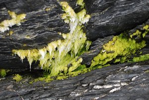 Moss growing on the rocks at Botanical Beach