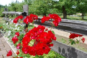 Red flowers at Merridale Cidery
