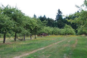 Apple orchard at Merridale Cidery