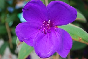 Purple flower at Butchart Gardens