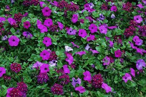Purple flowers at Butchart Gardens