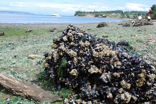 Mussels in Coupeville