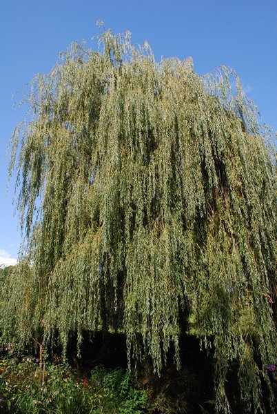 A tree at Giverny