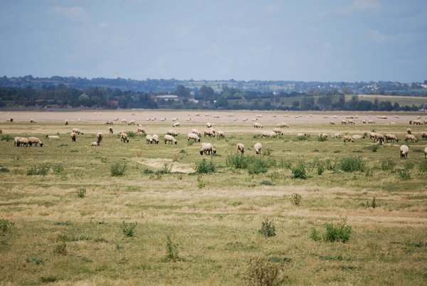 Sheep grazing in a field near Mont Saint-Michel