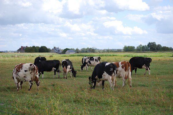 Cows grazing in a field near Mont Saint-Michel