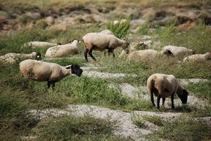 Sheep grazing in a field near Mont Saint-Michel