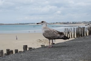 Seagull in St. Malo