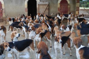 The hunting dogs of Chateau de Cheverny