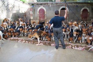 The hunting dogs of Cheverny