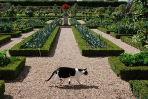 A cat in the gardens of Chateau de Villandry