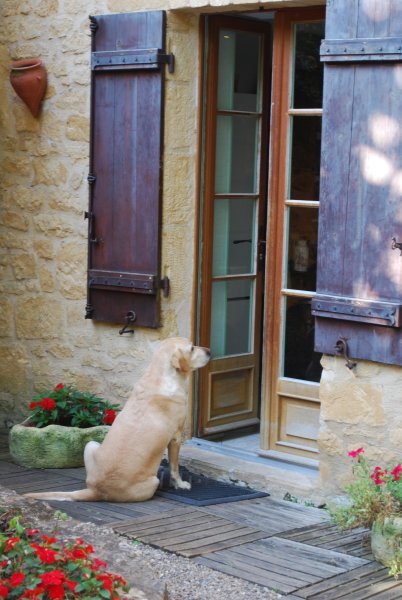 Neighbor dog patiently waiting for treats at Le Petit Versailles