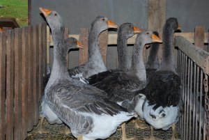 Geese at Elevage du Bouyssou foie gras farm