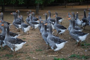 Elevage du Bouyssou foie gras farm 