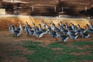 Elevage du Bouyssou foie gras farm 