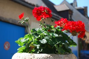 Red flowers in Montignac