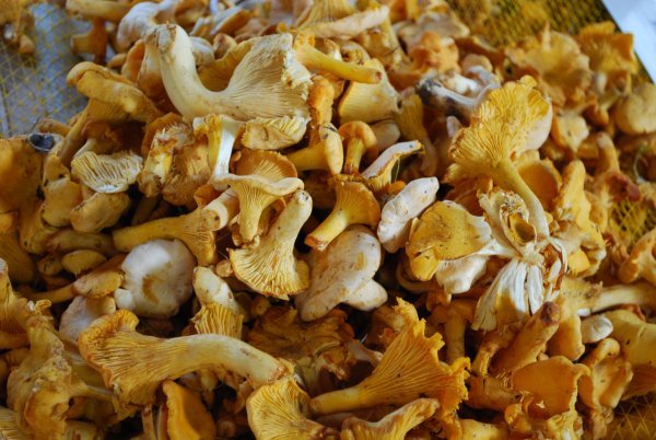 Mushrooms at Arles Saturday Market