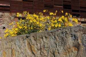 Yellow flowers in Semur-en-Auxois
