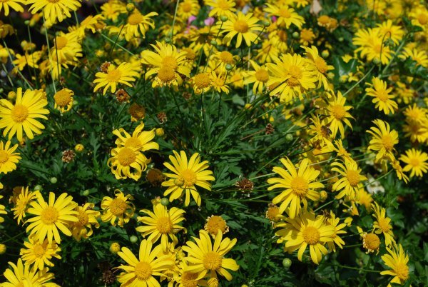 Yellow flowers in Colmar