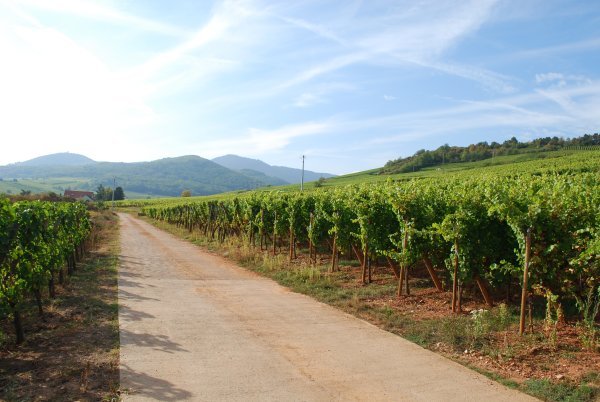 Vineyards near Ribeauville
