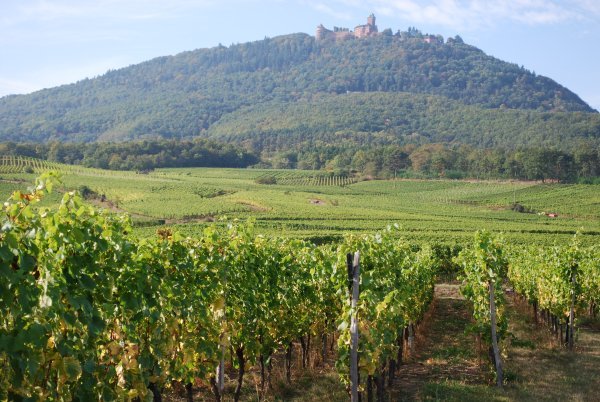 View of Chateau de Haut-Koenigsbourg in the distance