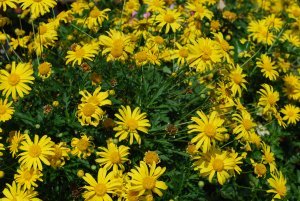 Yellow flowers in Colmar