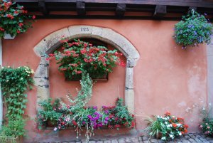 Flowers in Eguisheim