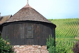 Vineyards near Riquewihr