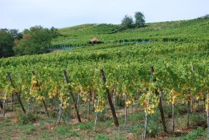 Vineyards near Riquewihr