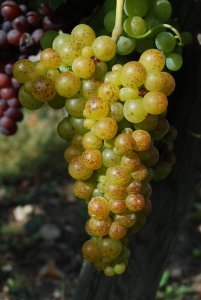 Grapes in Alsace