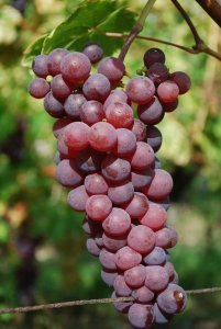 Grapes in Alsace