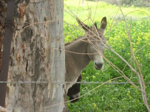 Donkey I Met Along the Way