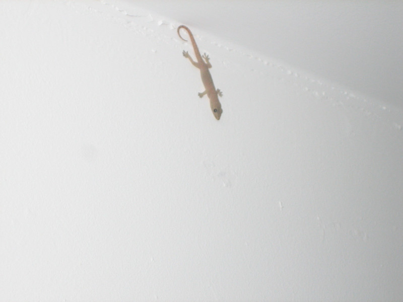 Lizard in my room | Photo