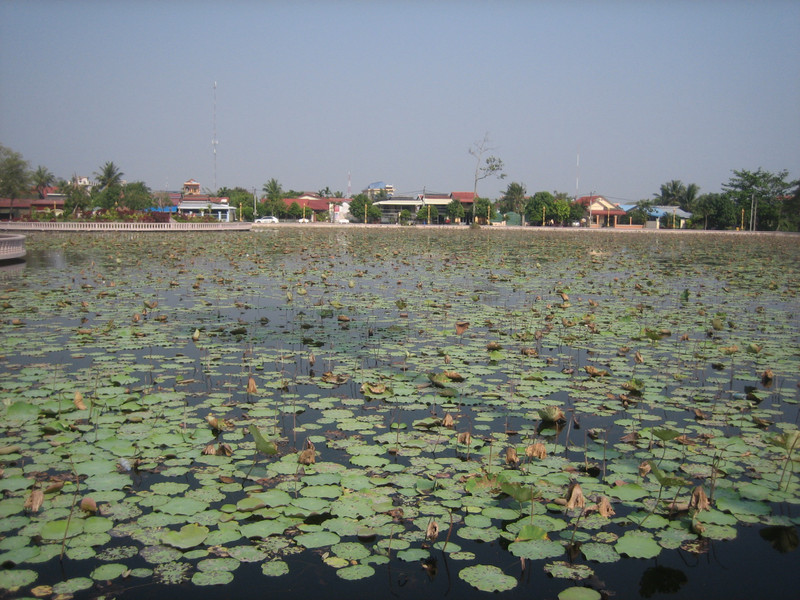 Faded Lotus Pond