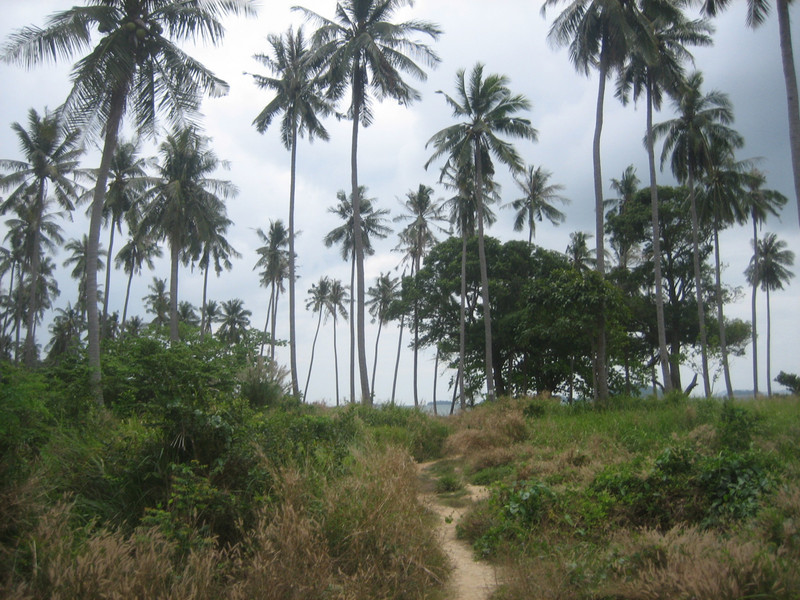 Island Path