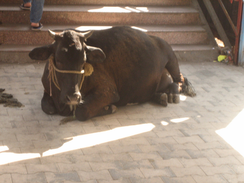 Cow in Khar Station