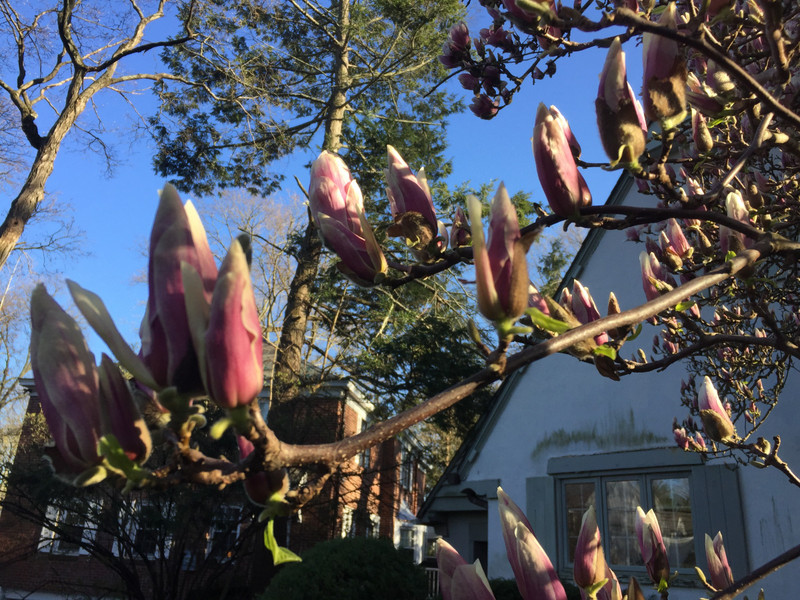 Magnolias: Harbingers of hope??