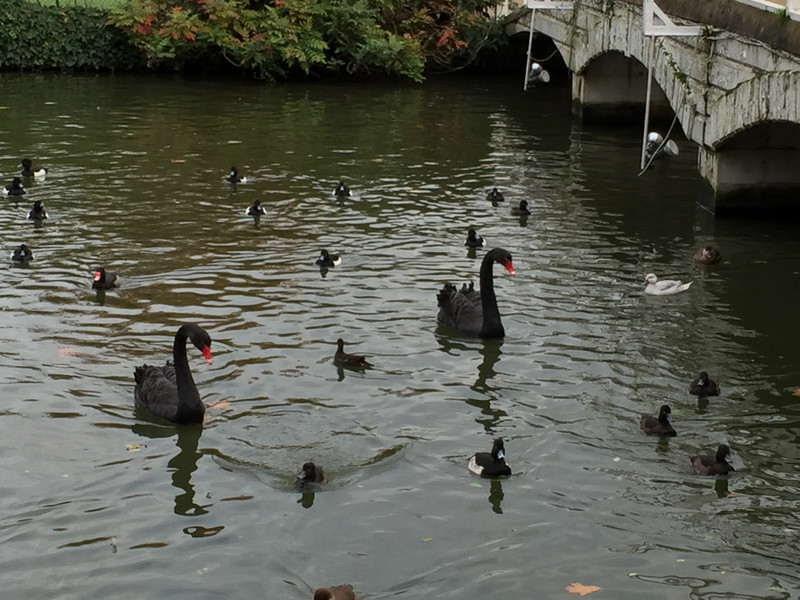 The Black Swans 