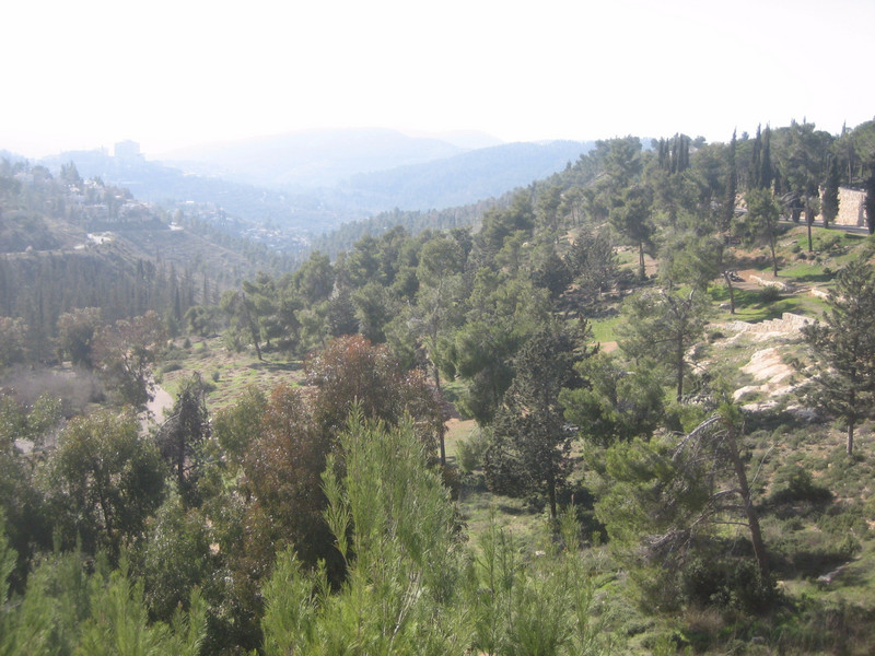 West Jerusalem Forest