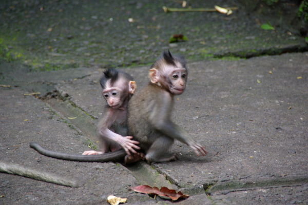 Monkey Forest Sanctuary 1