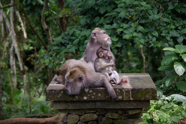 Monkey Forest Sanctuary 2